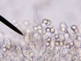 Entoloma lagenicystis image