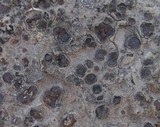 Catapyrenium squamulosum image