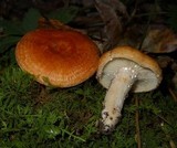 Lactarius peckii image