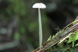 Roridomyces roridus image