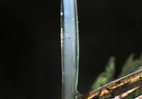Roridomyces roridus image