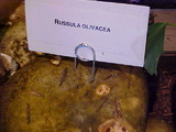 Russula olivacea image