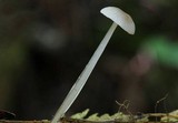Roridomyces roridus image