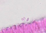 Roridomyces roridus image