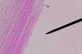 Roridomyces roridus image