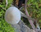 Roridomyces roridus image