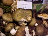 Russula olivacea image