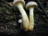 Gymnopilus luteus image