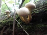 Gymnopilus luteus image