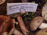 Russula robinsoniae image