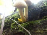 Gymnopilus luteus image