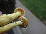 Gymnopilus luteus image