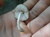 Pluteus americanus image