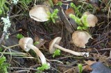 Inocybe assimilata image