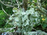 Ramalina sinensis image