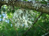 Ramalina sinensis image