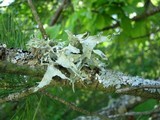 Ramalina sinensis image