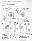 Cortinarius fulvescens image