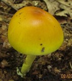 Amanita banningiana image