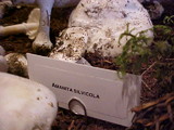 Amanita silvicola image