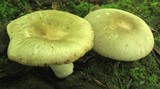 Russula crustosa image