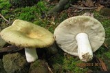 Russula crustosa image