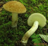 Boletus pallidus image
