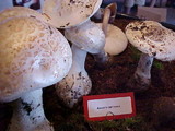 Amanita smithiana image