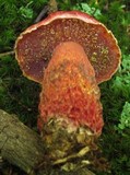 Butyriboletus frostii image