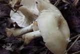 Clitocybe phaeophthalma image