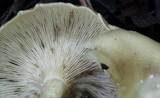 Clitocybe phaeophthalma image