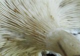 Clitocybe phaeophthalma image