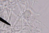 Clitocybe phaeophthalma image