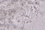 Clitocybe phaeophthalma image