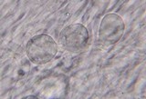 Clitocybe phaeophthalma image