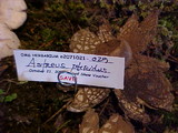Astraeus pteridis image
