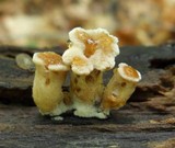 Polyporus craterellus image