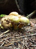Pseudoboletus parasiticus image