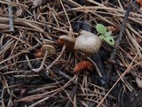 Myxomphalia maura image