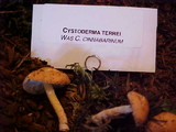Cystodermella cinnabarina image