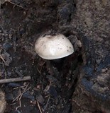 Pluteus petasatus image