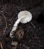 Pluteus petasatus image
