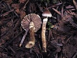 Cortinarius flexipes image