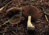 Cortinarius olivaceus image