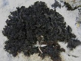 Blennothallia crispa image