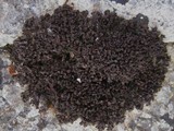 Leptogium schraderi image