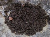 Leptogium schraderi image
