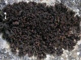 Leptogium schraderi image