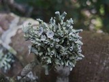 Ramalina inflata ssp. australis image