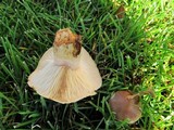 Lactarius torminosus image